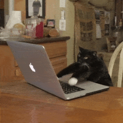 Typing Kitty